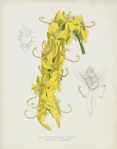 De Gouden Zwaan-Orchis, Cycnoches Aureum door English School